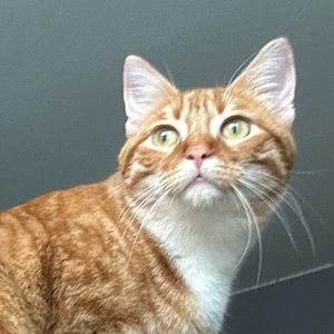 Meet your Posher, Maggie